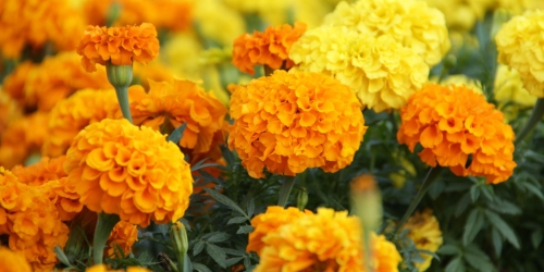 marigold